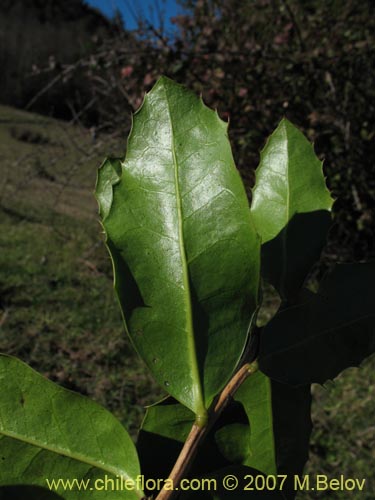 Image of Berberis negeriana (). Click to enlarge parts of image.