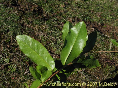 Image of Berberis negeriana (). Click to enlarge parts of image.