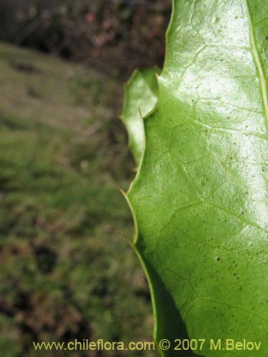 Imágen de Berberis negeriana (). Haga un clic para aumentar parte de imágen.