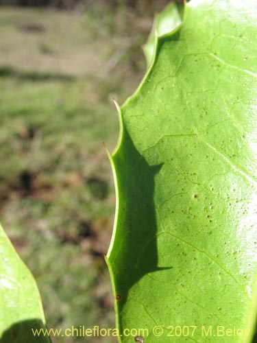 Imágen de Berberis negeriana (). Haga un clic para aumentar parte de imágen.