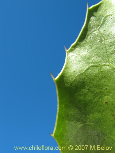 Imágen de Berberis negeriana (). Haga un clic para aumentar parte de imágen.