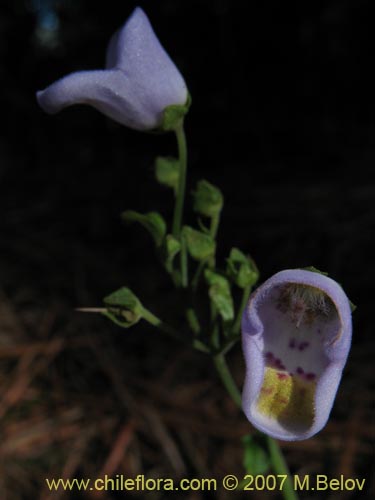 Фотография Jovellana punctata (Argenita / Capachito). Щелкните, чтобы увеличить вырез.