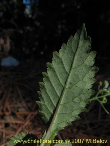 Image of Jovellana punctata (Argenita / Capachito). Click to enlarge parts of image.