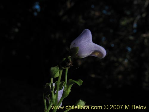 Image of Jovellana punctata (Argenita / Capachito). Click to enlarge parts of image.