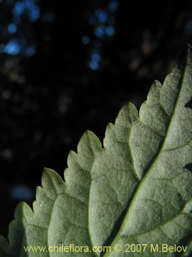 Image of Jovellana punctata (Argenita / Capachito). Click to enlarge parts of image.