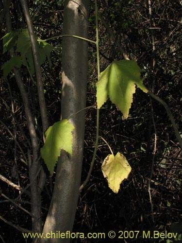 Corynabutilon vitifolium的照片