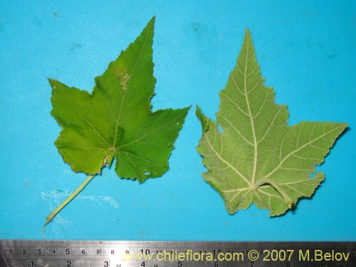 Imágen de Corynabutilon vitifolium (Huella). Haga un clic para aumentar parte de imágen.