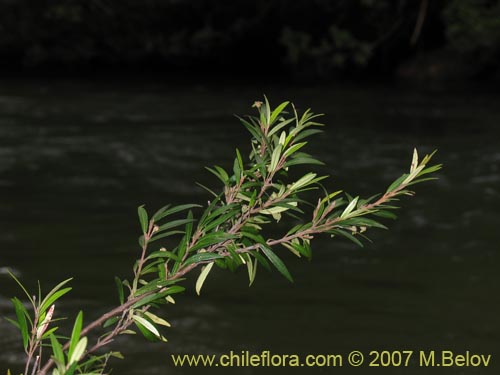 Imágen de Myrceugenia pinifolia (). Haga un clic para aumentar parte de imágen.