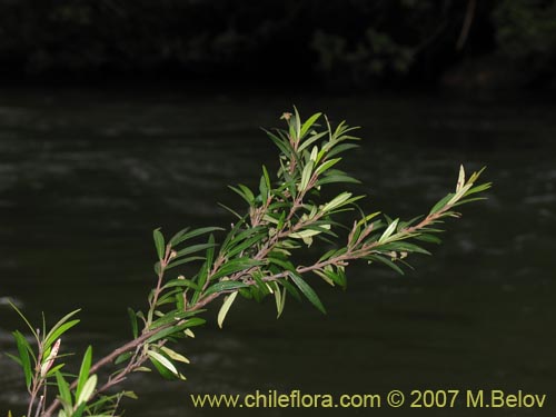 Bild von Myrceugenia pinifolia (). Klicken Sie, um den Ausschnitt zu vergrössern.