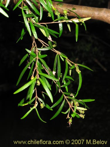 Bild von Myrceugenia pinifolia (). Klicken Sie, um den Ausschnitt zu vergrössern.