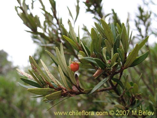 Image of Myrceugenia pinifolia (). Click to enlarge parts of image.