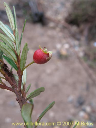 Bild von Myrceugenia pinifolia (). Klicken Sie, um den Ausschnitt zu vergrössern.