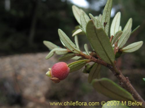 Imágen de Myrceugenia pinifolia (). Haga un clic para aumentar parte de imágen.