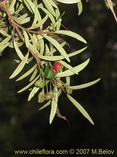 Imágen de Myrceugenia pinifolia (). Haga un clic para aumentar parte de imágen.