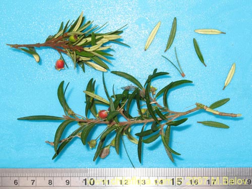 Image of Myrceugenia pinifolia (). Click to enlarge parts of image.