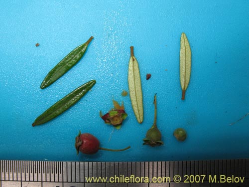 Фотография Myrceugenia pinifolia (). Щелкните, чтобы увеличить вырез.
