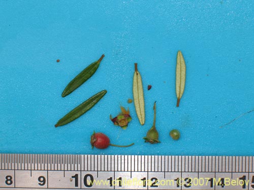 Image of Myrceugenia pinifolia (). Click to enlarge parts of image.