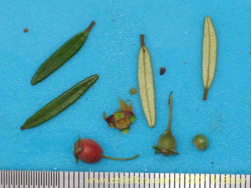 Image of Myrceugenia pinifolia (). Click to enlarge parts of image.