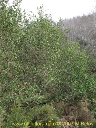 Imágen de Pitavia punctata (Pitao / Canelillo). Haga un clic para aumentar parte de imágen.