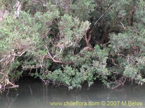 Image of Myrceugenia pinifolia (). Click to enlarge parts of image.