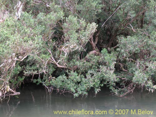 Imágen de Myrceugenia pinifolia (). Haga un clic para aumentar parte de imágen.