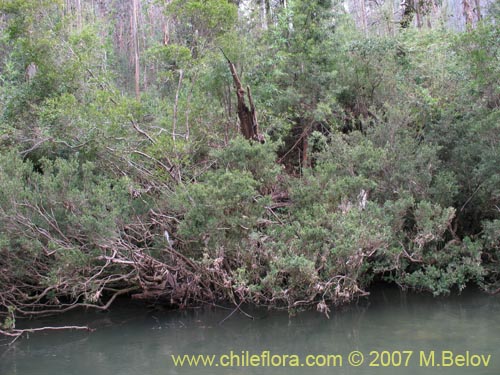 Imágen de Myrceugenia pinifolia (). Haga un clic para aumentar parte de imágen.