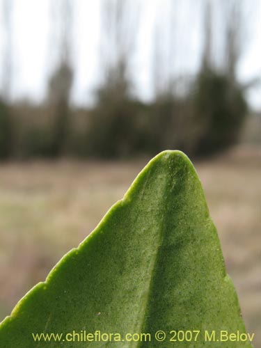 Фотография Pitavia punctata (Pitao / Canelillo). Щелкните, чтобы увеличить вырез.