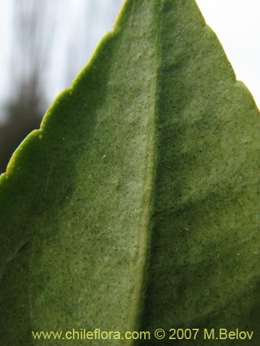 Bild von Pitavia punctata (Pitao / Canelillo). Klicken Sie, um den Ausschnitt zu vergrössern.