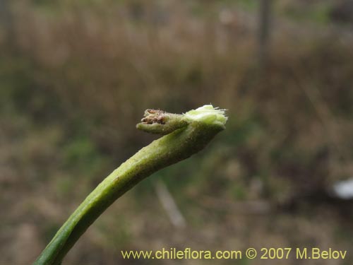 Фотография Pitavia punctata (Pitao / Canelillo). Щелкните, чтобы увеличить вырез.