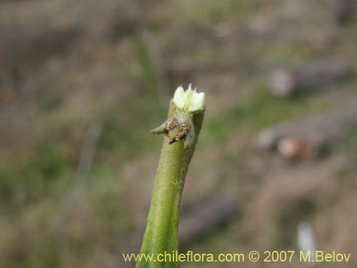 Фотография Pitavia punctata (Pitao / Canelillo). Щелкните, чтобы увеличить вырез.