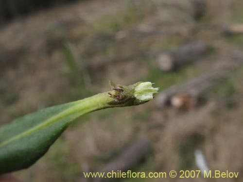 Imágen de Pitavia punctata (Pitao / Canelillo). Haga un clic para aumentar parte de imágen.