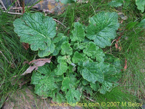 Image of Francoa appendiculata (Llaupangue / Vara de mármol). Click to enlarge parts of image.