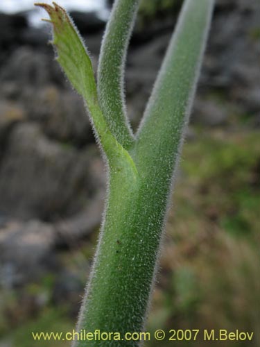 Image of Francoa appendiculata (Llaupangue / Vara de mármol). Click to enlarge parts of image.