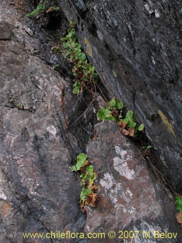 Imágen de Francoa appendiculata (Llaupangue / Vara de mármol). Haga un clic para aumentar parte de imágen.