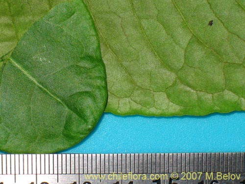 Image of Unidentified Plant sp. #1733 (). Click to enlarge parts of image.