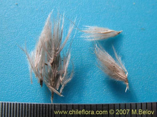 Poaceae sp. #1745의 사진