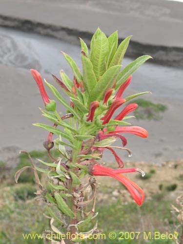 Image of Lobelia excelsa (Tabaco del diablo / Tupa / Trupa). Click to enlarge parts of image.