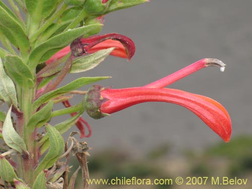 Bild von Lobelia excelsa (Tabaco del diablo / Tupa / Trupa). Klicken Sie, um den Ausschnitt zu vergrössern.