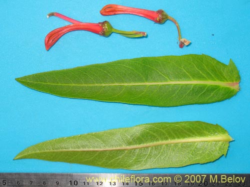 Image of Lobelia excelsa (Tabaco del diablo / Tupa / Trupa). Click to enlarge parts of image.