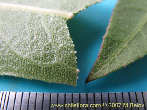 Image of Lobelia excelsa (Tabaco del diablo / Tupa / Trupa). Click to enlarge parts of image.