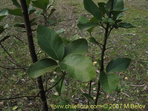 Image of Beilschmiedia berteroana (). Click to enlarge parts of image.