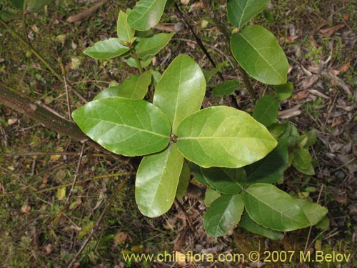 Image of Beilschmiedia berteroana (). Click to enlarge parts of image.