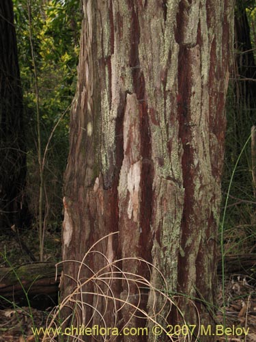 Фотография Eucaliptus robusta (). Щелкните, чтобы увеличить вырез.