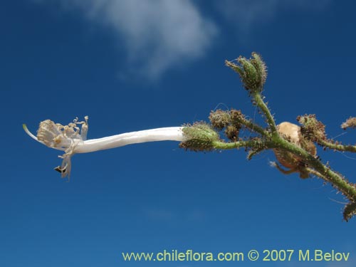 Image of Schizanthus integrifolius (). Click to enlarge parts of image.