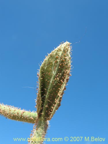 Imágen de Schizanthus integrifolius (). Haga un clic para aumentar parte de imágen.