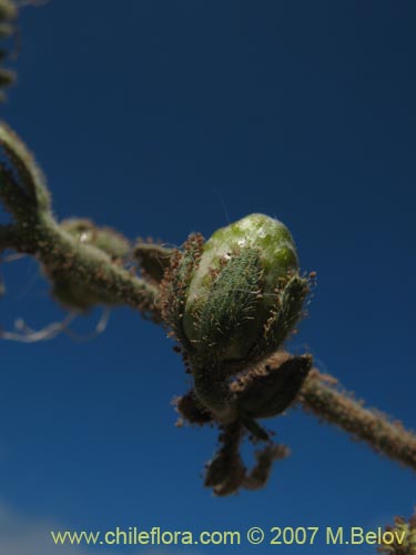 Imágen de Schizanthus integrifolius (). Haga un clic para aumentar parte de imágen.