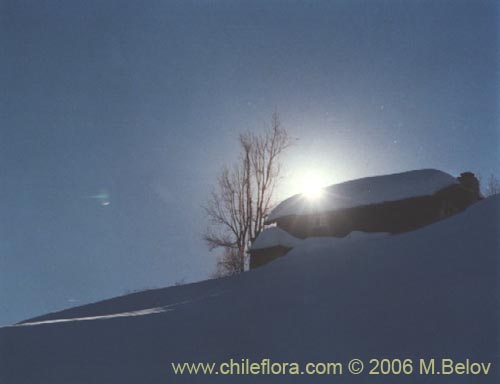 An image of a house covered by snow on a slope and a barren tree, on a sunny winter day, Farellones, Chile.