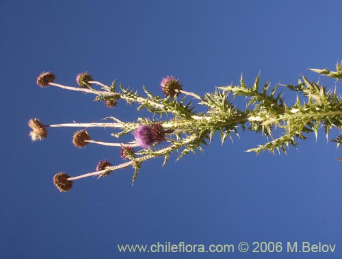 Image of Cynara cardunculus (Cardo penquero / Cardo de castilla). Click to enlarge parts of image.