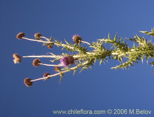 Imágen de Cynara cardunculus (Cardo penquero / Cardo de castilla). Haga un clic para aumentar parte de imágen.