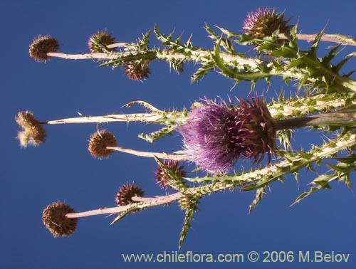 Imágen de Cynara cardunculus (Cardo penquero / Cardo de castilla). Haga un clic para aumentar parte de imágen.